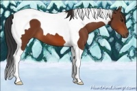 Horse Color:Bay Tobiano 