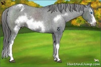 Horse Color:White Spotted Black Sabino Splash Frame Appaloosa Rabicano