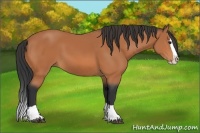 Horse Color:Bay Splash 