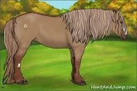 Horse Color:Red Dun Frame 