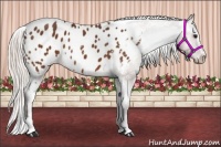 Horse Color:Silver Bay Sabino Appaloosa 