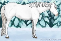 Horse Color:Chocolate Palomino Splash Tobiano Appaloosa Rabicano 