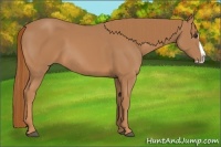 Horse Color:Chestnut Splash 