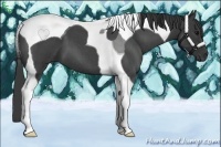 Horse Color:Blue Roan Tobiano