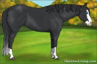 Horse Color:Black Splash