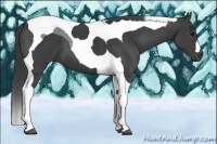 Horse Color:Smoky Black Tobiano 