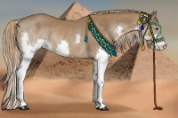 Horse Color:Chestnut Splash Rabicano