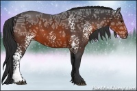 Horse Color:White Spotted Brown Ice