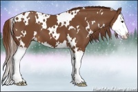 Horse Color:White Spotted Chestnut Splash 