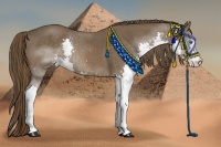 Horse Color:Liver Chestnut Splash Rabicano 