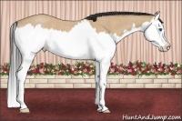 Horse Color:Buckskin Roan Splash 