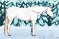 Horse Color:Buckskin Tobiano Appaloosa