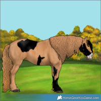 Horse Color:Brown Ice Dun Appaloosa  Brindle
