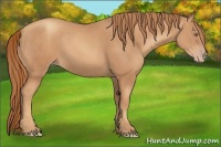 Horse Color:Gold Champagne