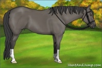 Horse Color:Smoky Grullo 