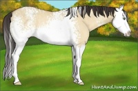 Horse Color:White Spotted Amber Champagne Dun Sabino Splash Rabicano
