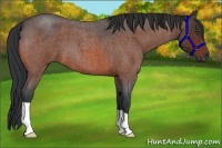 Horse Color:Bay Roan