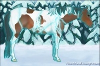 Horse Color:Thunderstruck Bay Tobiano 