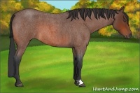 Horse Color:Bay Roan 