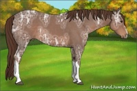 Horse Color:Liver Chestnut Ice 