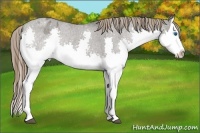 Horse Color:Grullo Roan Splash Appaloosa Rabicano