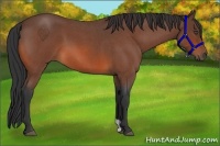 Horse Color:Bay Roan 