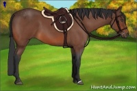 Horse Color:Bay Roan 