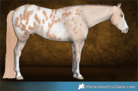 Horse Color:Gold Champagne Sabino Blanket 