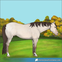 Horse Color:Amber Champagne Dun 