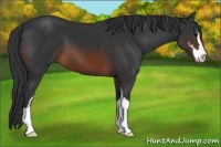 Horse Color:Brown Sabino