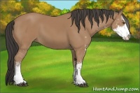 Horse Color:Buckskin Sabino
