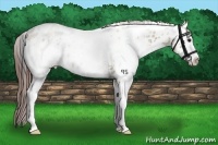 Horse Color:White Spotted Brown Roan Dun Appaloosa