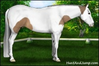 Horse Color:Bay Dun Splash Tobiano
