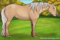 Horse Color:Silver Amber Champagne Frame 
