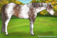 Horse Color:White Spotted Liver Chestnut