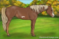 Horse Color:Chestnut Frame