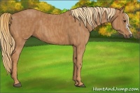 Horse Color:Chestnut Brindle