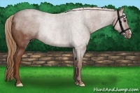 Horse Color:Red Roan Rabicano 