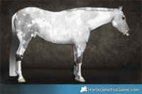 Horse Color:White Spotted Blue Roan 
