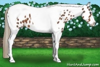 Horse Color:Liver Chestnut Tobiano Appaloosa 