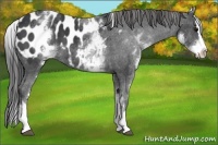 Horse Color:White Spotted Black Splash Appaloosa