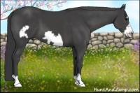 Horse Color:Smoky Black Frame 