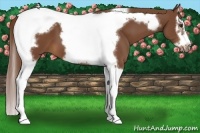 Horse Color:Chestnut Splash Tobiano Frame