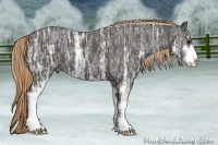 Horse Color:Liver Chestnut Ice Sabino 