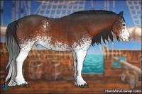 Horse Color:White Spotted Bay Rabicano