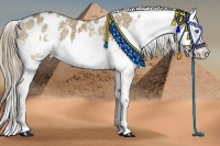 Horse Color:White Spotted Liver Red Dun Splash Appaloosa