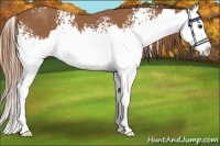Horse Color:White Spotted Chestnut Splash 