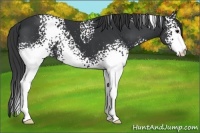 Horse Color:White Spotted Black 