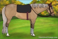 Horse Color:Silver Bay Dun