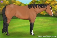 Horse Color:Bay Sabino